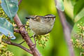 Buff-barred Warbler Phylloscopus pulcher vegetus (Orange-barred Warbler)