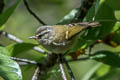 Buff-barred Warbler Phylloscopus pulcher vegetus (Orange-barred Warbler)