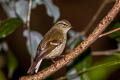 Buff-barred Warbler Phylloscopus pulcher vegetus (Orange-barred Warbler)