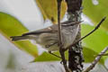 Buff-barred Warbler Phylloscopus pulcher vegetus (Orange-barred Warbler)