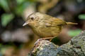 Buff-breasted Babbler Pellorneum tickelli fulvum