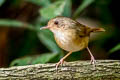 Buff-breasted Babbler Pellorneum tickelli fulvum