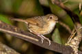 Buff-breasted Babbler Pellorneum tickelli fulvum