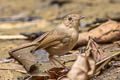 Buff-breasted Babbler Pellorneum tickelli fulvum