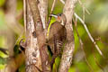 Buff-necked Woodpecker Meiglyptes tukki tukki