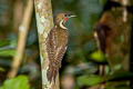 Buff-necked Woodpecker Meiglyptes tukki tukki