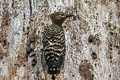 Buff-rumped Woodpecker Meiglyptes grammithorax grammithorax
