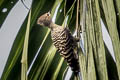 Buff-rumped Woodpecker Meiglyptes grammithorax grammithorax