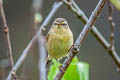 Buff-throated Warbler Phylloscopus subaffinis