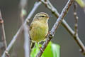 Buff-throated Warbler Phylloscopus subaffinis