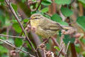 Buff-throated Warbler Phylloscopus subaffinis