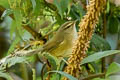 Buff-throated Warbler Phylloscopus subaffinis