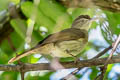 Buff-vented Bulbul Iole crypta crypta