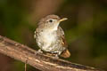 Buff-vented Bulbul Iole crypta crypta