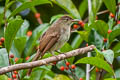 Buff-vented Bulbul Iole crypta crypta