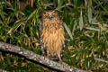 Buffy Fish Owl Ketupa ketupa ketupa