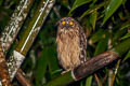 Buffy Fish Owl Ketupa ketupa ketupa