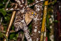 Buffy Fish Owl Ketupa ketupa ketupa