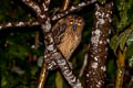 Buffy Fish Owl Ketupa ketupa ketupa