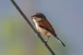 Burmese Shrike Lanius collurioides collurioides