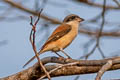 Burmese Shrike Lanius collurioides collurioides