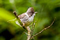 Burmese Yuhina Yuhina humilis humilis