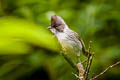 Burmese Yuhina Yuhina humilis humilis