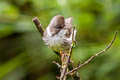 Burmese Yuhina Yuhina humilis humilis