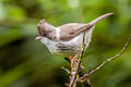 Burmese Yuhina Yuhina humilis humilis