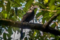 Bushy-crested Hornbill Anorrhinus galeritus