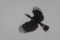 Bushy-crested Hornbill Anorrhinus galeritus