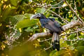 Bushy-crested Hornbill Anorrhinus galeritus