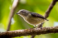 Cambdian Flowerpecker Dicaeum cambodianum (Buff-bellied Flowerrpecker)