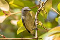 Cambdian Flowerpecker Dicaeum cambodianum (Buff-bellied Flowerrpecker)