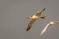 Caspian Tern Hydroprogne caspia