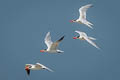 Caspian Tern Hydroprogne caspia