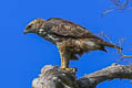 Changeable Hawk-Eagle Nisaetus cirrhatus limnaeetus