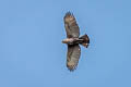 Changeable Hawk-Eagle Nisaetus cirrhatus limnaeetus