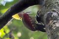 Checker-throated Woodpecker Chrysophlegma mentale humii