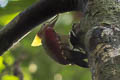Checker-throated Woodpecker Chrysophlegma mentale humii