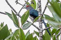 Chestnut-bellied Malkoha Phaenicophaeus sumatranus