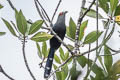 Chestnut-bellied Malkoha Phaenicophaeus sumatranus