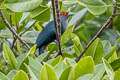 Chestnut-bellied Malkoha Phaenicophaeus sumatranus