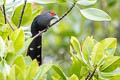 Chestnut-bellied Malkoha Phaenicophaeus sumatranus