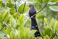 Chestnut-bellied Malkoha Phaenicophaeus sumatranus