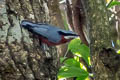 Chestnut-bellied Nuthatch Sitta cinnamoventris tonkinensis