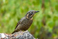 Chestnut-bellied Rock Thrush Monticola rufiventris