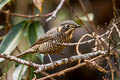 Chestnut-bellied Rock Thrush Monticola rufiventris