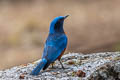 Chestnut-bellied Rock Thrush Monticola rufiventris