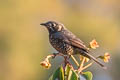 Chestnut-bellied Rock Thrush Monticola rufiventris